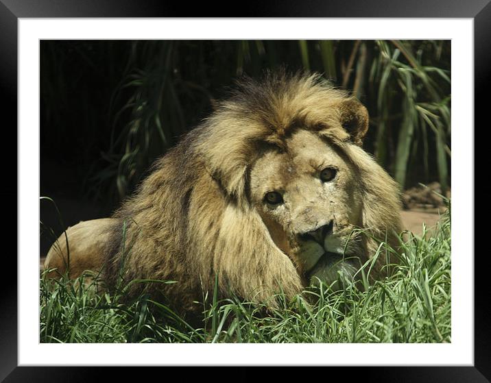Lion King Framed Mounted Print by lindsey Marsh