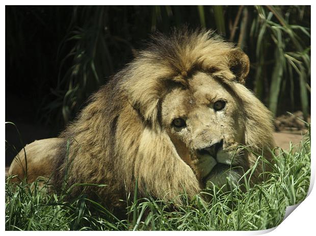 Lion King Print by lindsey Marsh