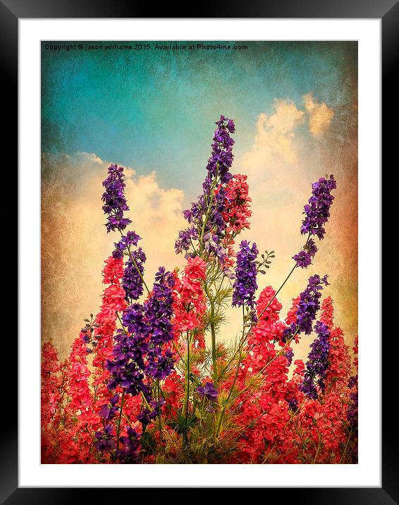  Delphiniums (Textured) Framed Mounted Print by Jason Williams