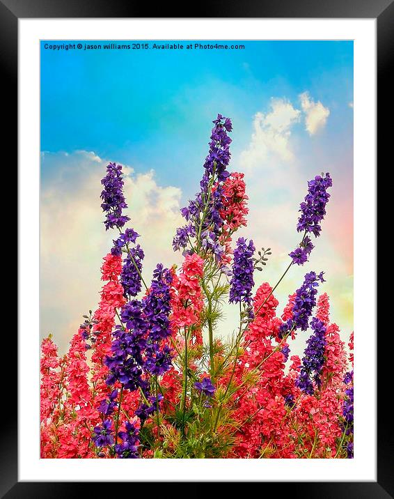  Delphiniums Framed Mounted Print by Jason Williams