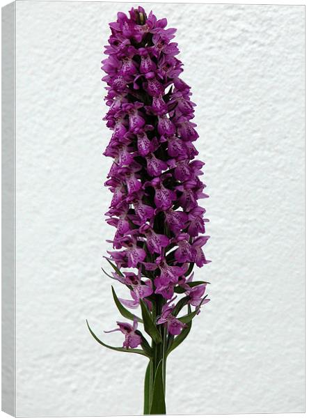 DACTYLORHIZA MACULATA (Heath Spotted Orchid) Canvas Print by Ray Bacon LRPS CPAGB