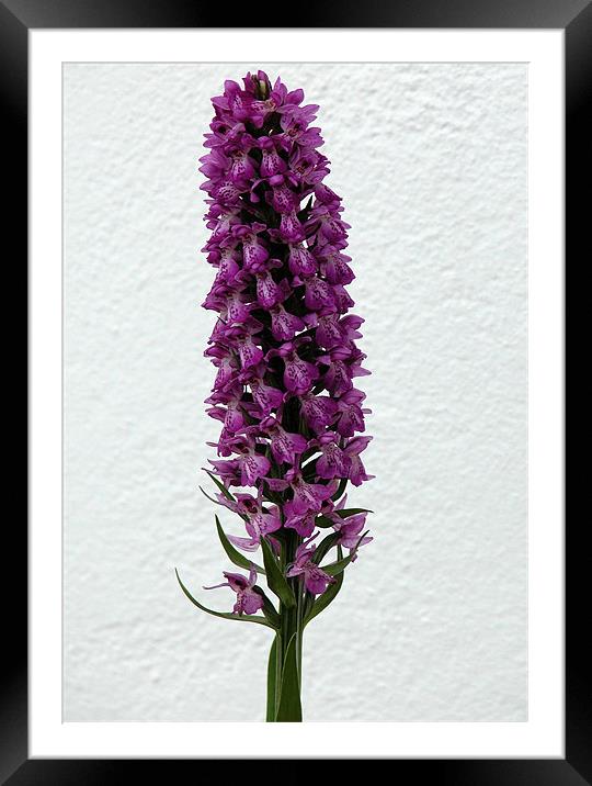DACTYLORHIZA MACULATA (Heath Spotted Orchid) Framed Mounted Print by Ray Bacon LRPS CPAGB
