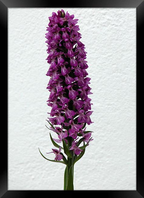 DACTYLORHIZA MACULATA (Heath Spotted Orchid) Framed Print by Ray Bacon LRPS CPAGB