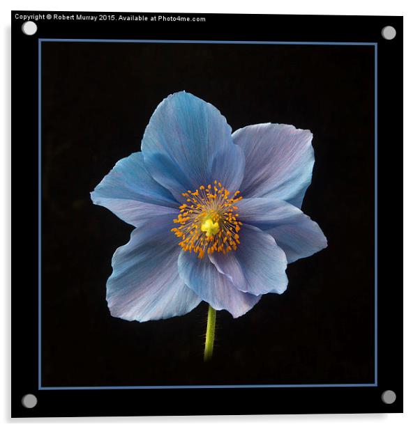 Himalayan Blue Poppy Acrylic by Robert Murray