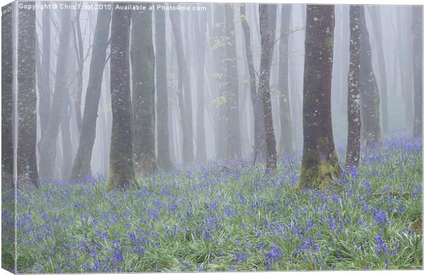 Hooke Bluebells Canvas Print by Chris Frost