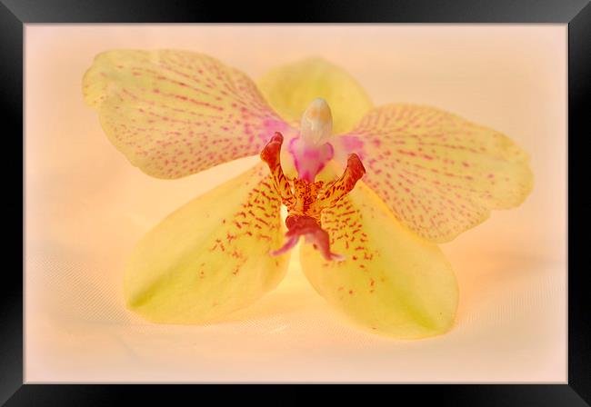  lovely orchid Framed Print by sue davies