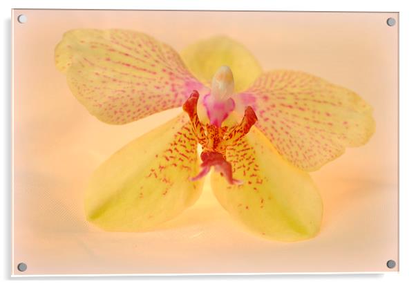  lovely orchid Acrylic by sue davies