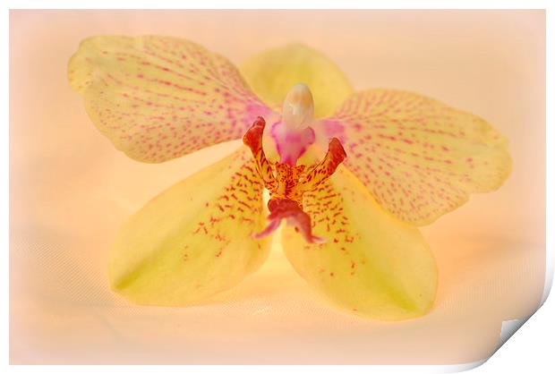  lovely orchid Print by sue davies