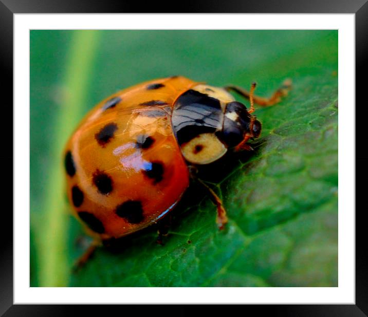  ladtbug Framed Mounted Print by sue davies