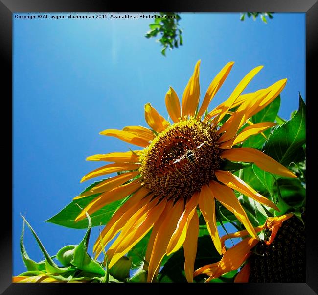 wasp and sunflower, Framed Print by Ali asghar Mazinanian