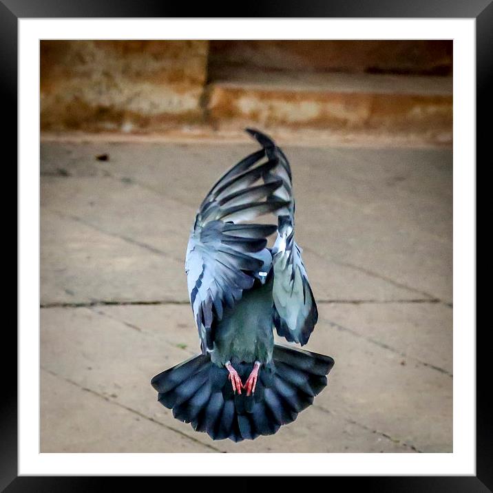  Don't be shy birdy Framed Mounted Print by Hassan Najmy