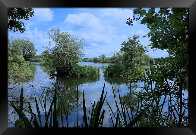 Stockers Lake Nature Reserve Rickmansworth Hertfor Framed Print by Sue Bottomley