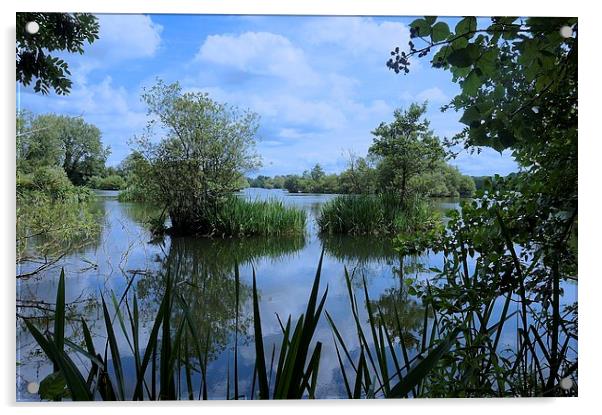 Stockers Lake Nature Reserve Rickmansworth Hertfor Acrylic by Sue Bottomley