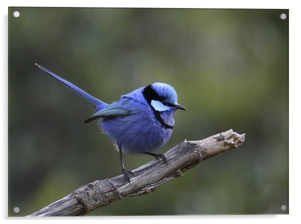 Blue Bird Acrylic by lindsey Marsh