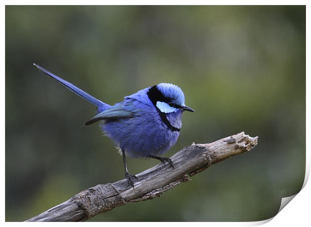 Blue Bird Print by lindsey Marsh