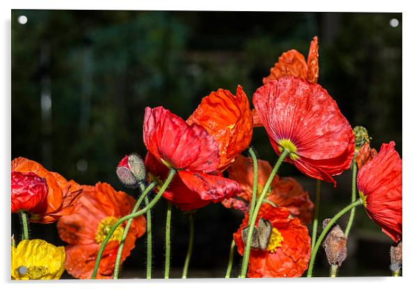 Poppy Drama Acrylic by Steve Purnell