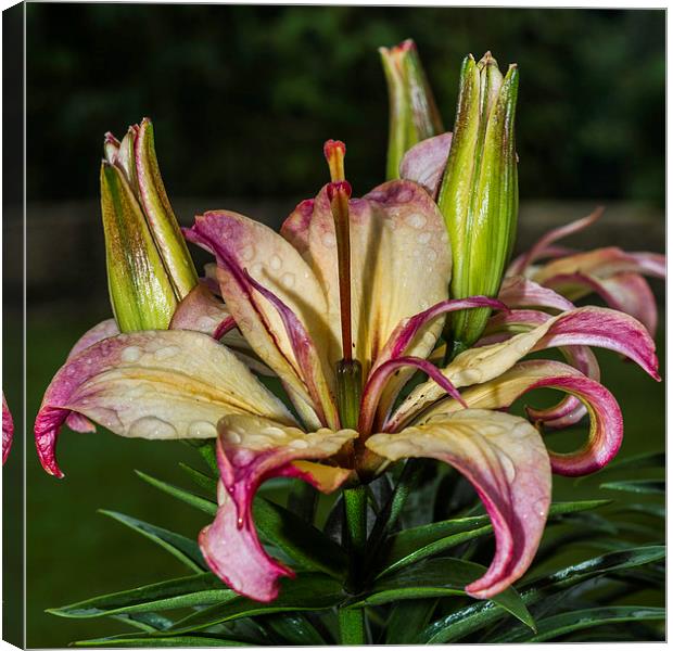 Lily In The Rain Canvas Print by Steve Purnell