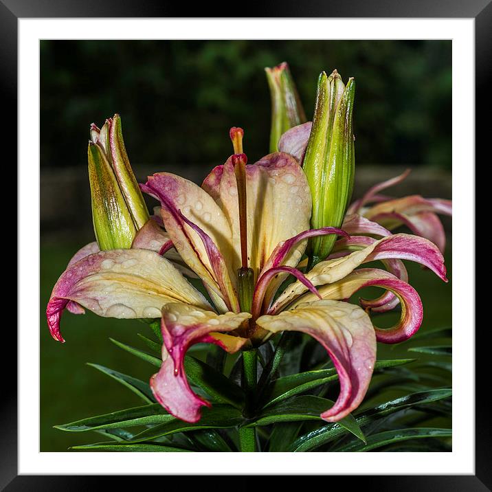 Lily In The Rain Framed Mounted Print by Steve Purnell