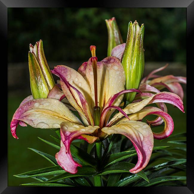 Lily In The Rain Framed Print by Steve Purnell