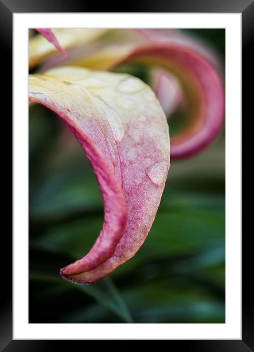 Lily Petal Framed Mounted Print by Steve Purnell