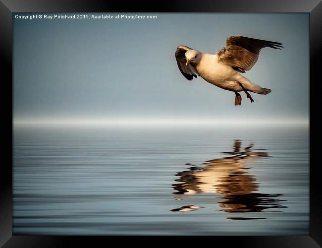 Gull in the flood Framed Print by Ray Pritchard