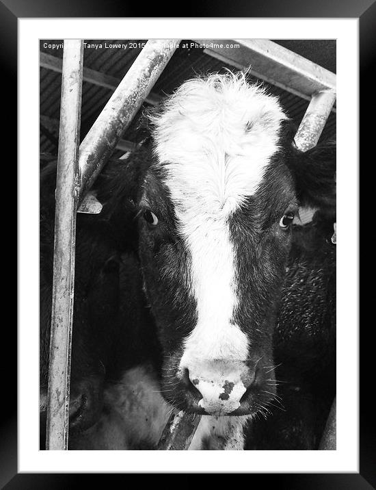  what you lookin' at? Framed Mounted Print by Tanya Lowery