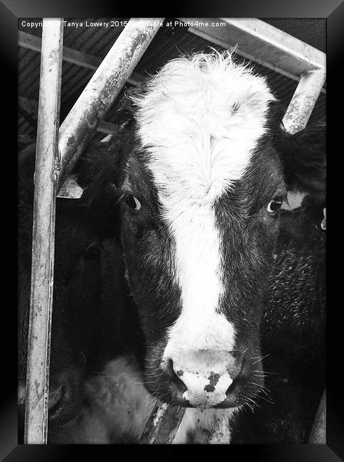  what you lookin' at? Framed Print by Tanya Lowery