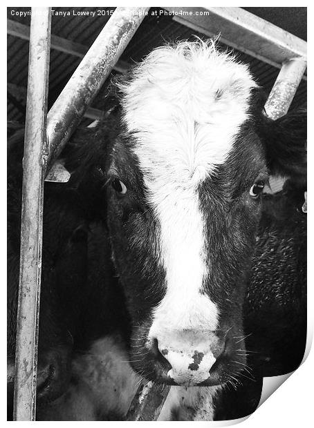  what you lookin' at? Print by Tanya Lowery
