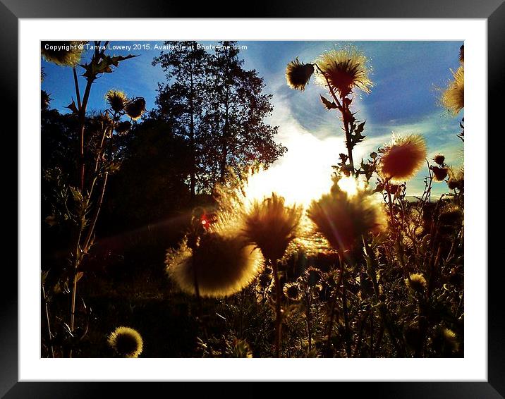  sunset through thistles Framed Mounted Print by Tanya Lowery