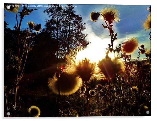  sunset through thistles Acrylic by Tanya Lowery
