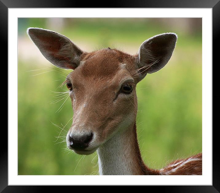 Fawn Study 2 Framed Mounted Print by val butcher