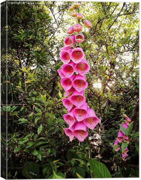  giant foxgloves Canvas Print by Tanya Lowery