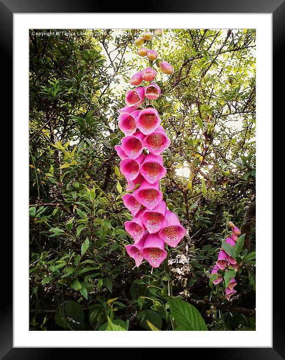  giant foxgloves Framed Mounted Print by Tanya Lowery