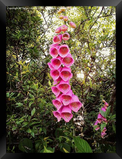  giant foxgloves Framed Print by Tanya Lowery