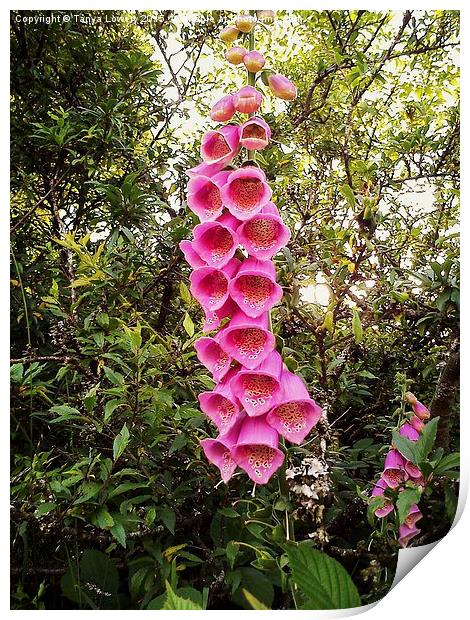  giant foxgloves Print by Tanya Lowery