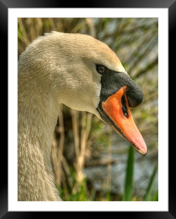 Mute Swan Framed Mounted Print by Mark Robson