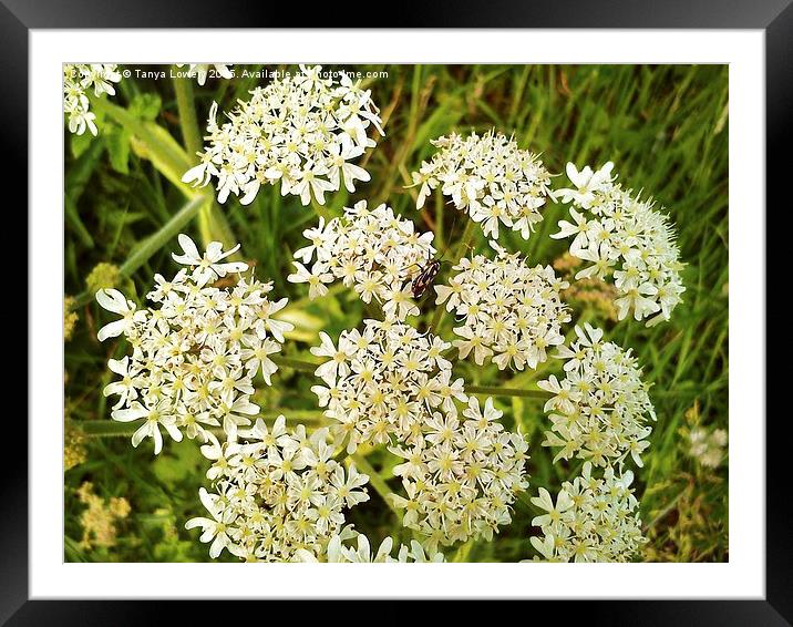 insect on cowparsley Framed Mounted Print by Tanya Lowery