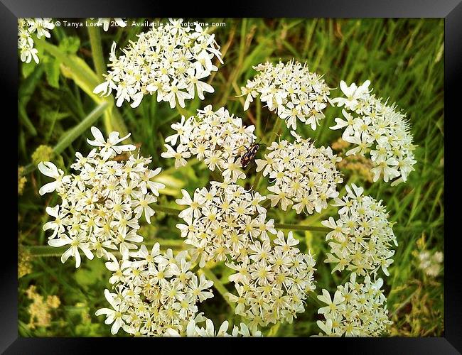 insect on cowparsley Framed Print by Tanya Lowery