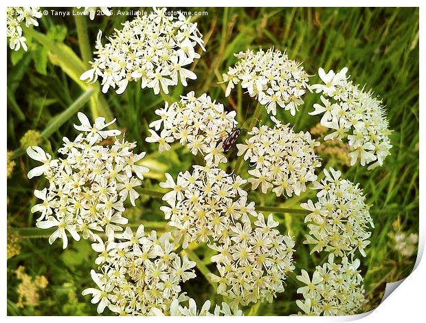 insect on cowparsley Print by Tanya Lowery