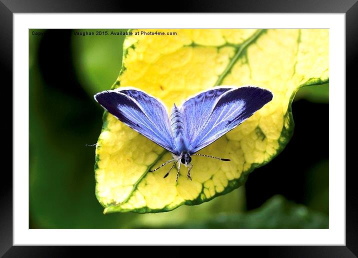  Holly Blue Butterfly Framed Mounted Print by John Vaughan
