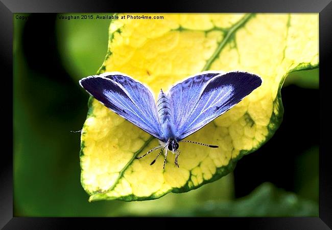  Holly Blue Butterfly Framed Print by John Vaughan