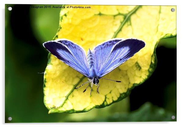  Holly Blue Butterfly Acrylic by John Vaughan