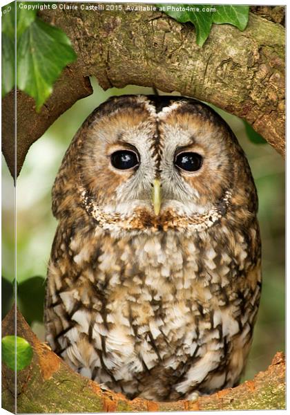  Tawny Owl Canvas Print by Claire Castelli