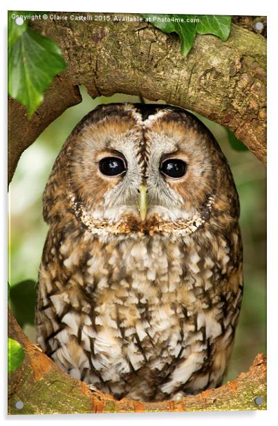  Tawny Owl Acrylic by Claire Castelli