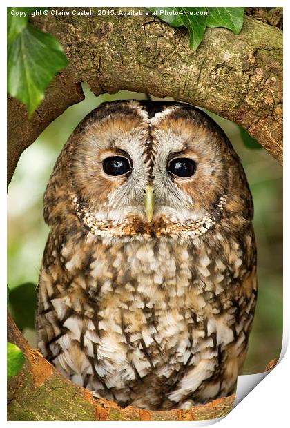  Tawny Owl Print by Claire Castelli