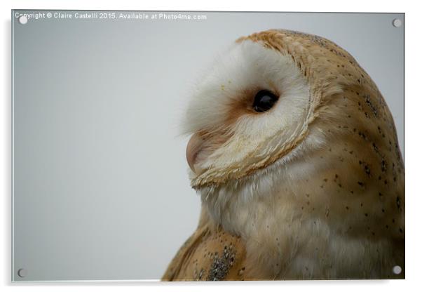Barn Owl Acrylic by Claire Castelli