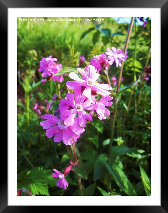  red campion flwers Framed Mounted Print by Tanya Lowery