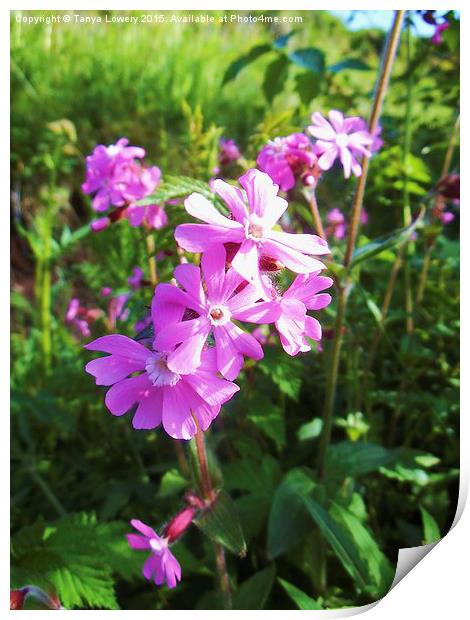  red campion flwers Print by Tanya Lowery
