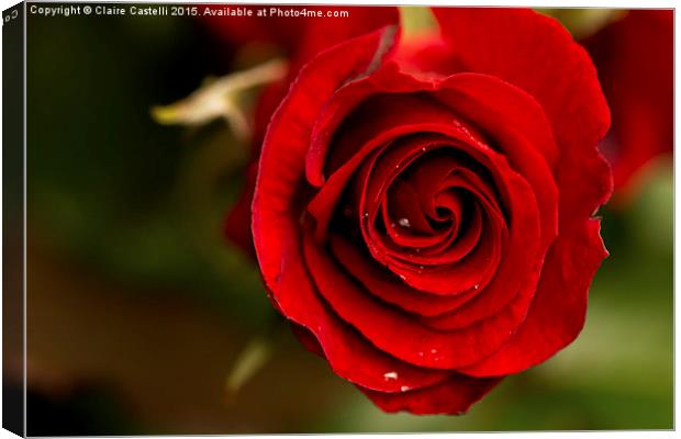  Red rose Canvas Print by Claire Castelli