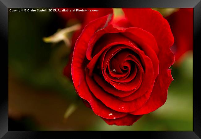  Red rose Framed Print by Claire Castelli